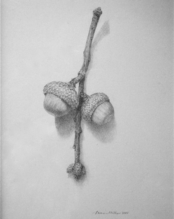 Black and white Artwork of two nuts on a wooden stick