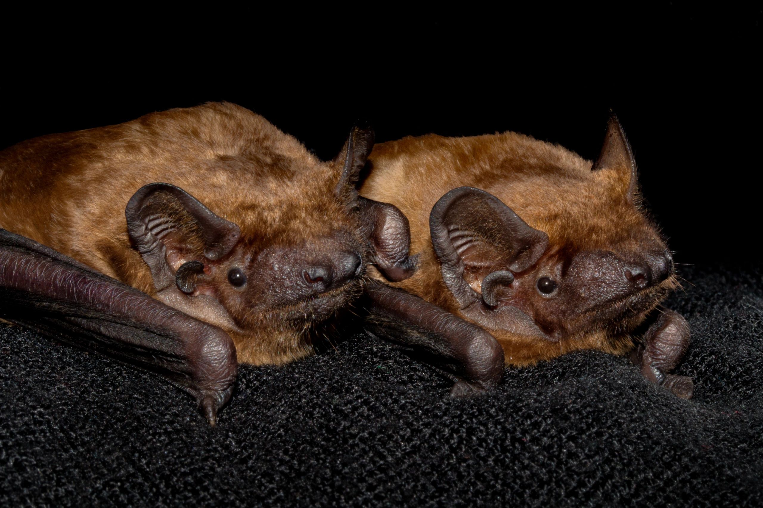 Two rescued bats