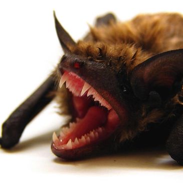 Bats & rabies by American Bat Removal serving Vero Beach, Florida.