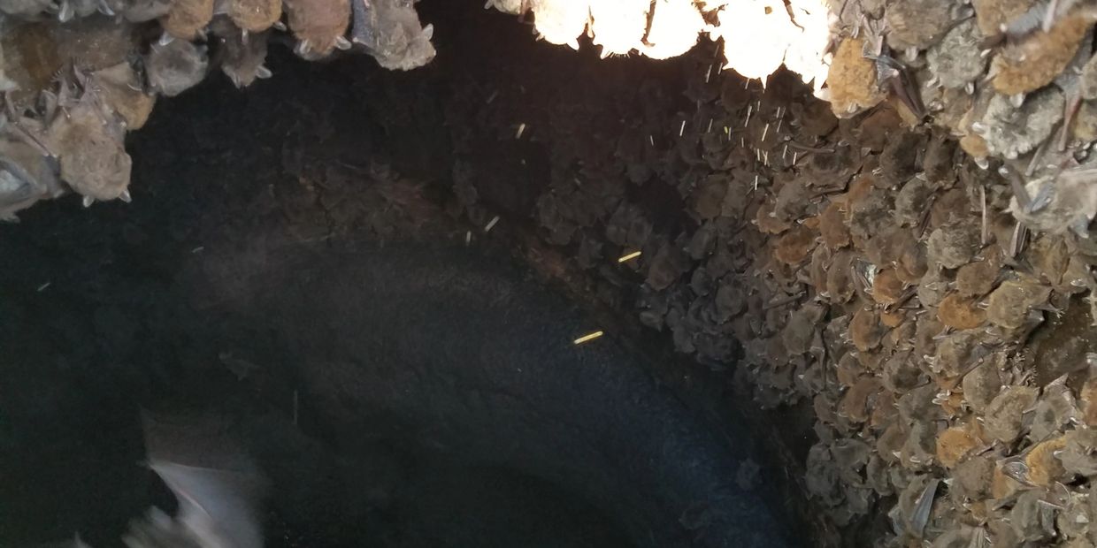Bats living in a sewer pipe. Maitland, Florida.