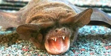 my buddy vampy is a bat removal star.