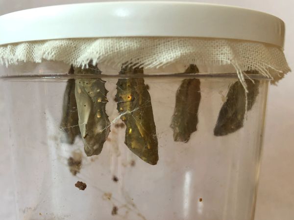 Caterpillars Day 8 (cup 2)