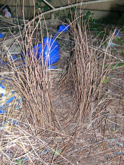 A bower; created by a male bower bird  of upright sticks and leaves and decorates with blue items
