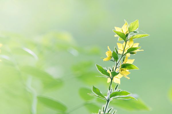 Yellow wildflower on a light green background, northern Illinois prairie, home of AtHome Helpful RN
