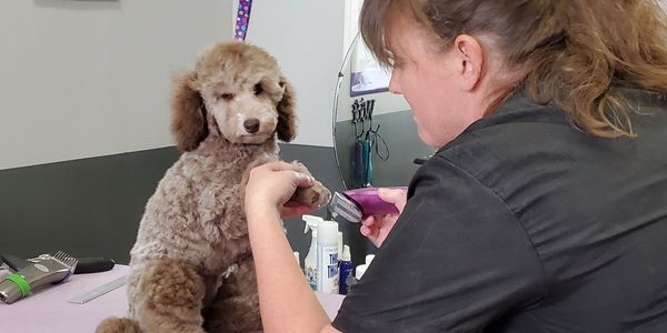 Tanya trimming a dog's nails