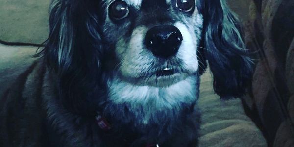 Cavalier King Charles Spaniel