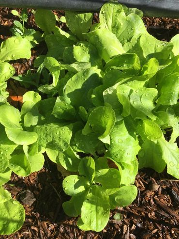 Grow Non-GMO vegetables. Learn how to eat healthier. Lori Riley's Elements Coaching