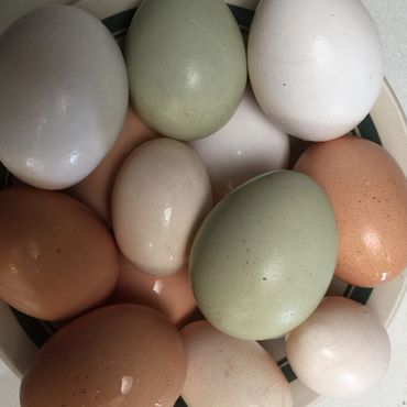 Free Range Non-GMO eggs are a nutrient dense foods and key to your health. Learn about healthy foods