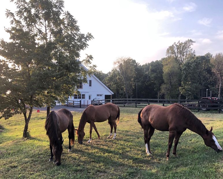 Horses and Barn