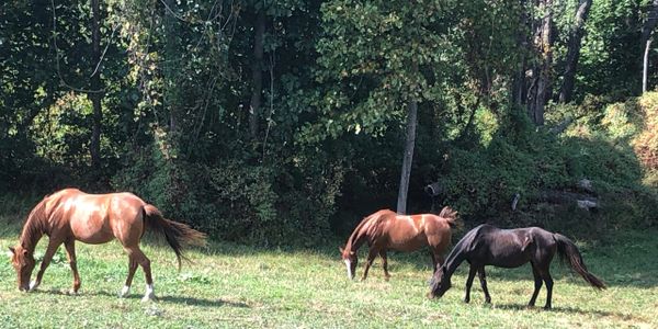 Horses in pasture