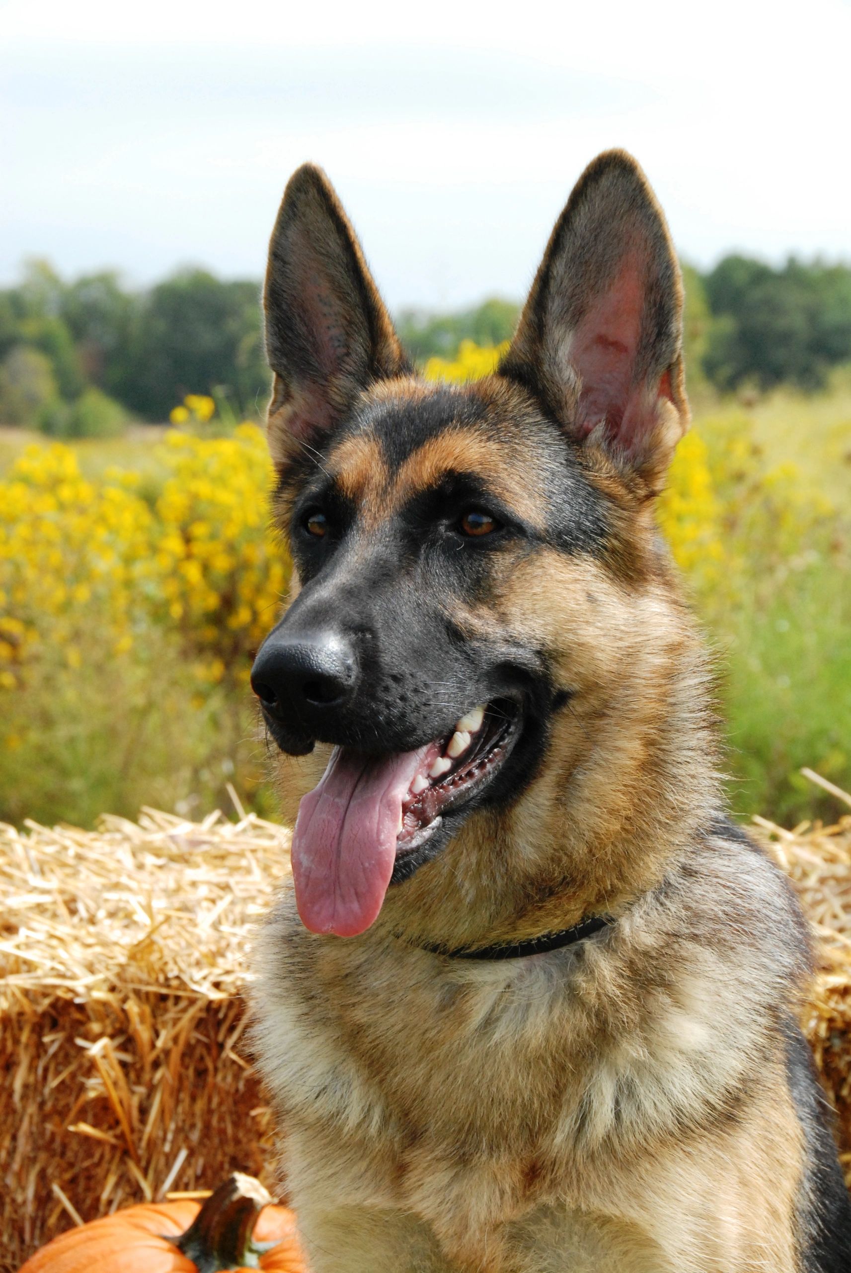 von castle german shepherds