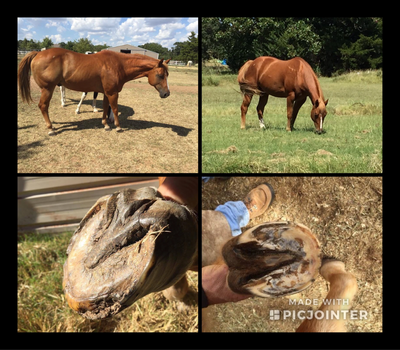 Pics on the LEFT is BEFORE & RIGHT is AFTER an Equine Energetic Evaluation and ENC herbal program!