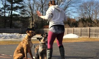 Manny, the boxer was in a board and train program when this photo was taken. Ruger was also, puppy
