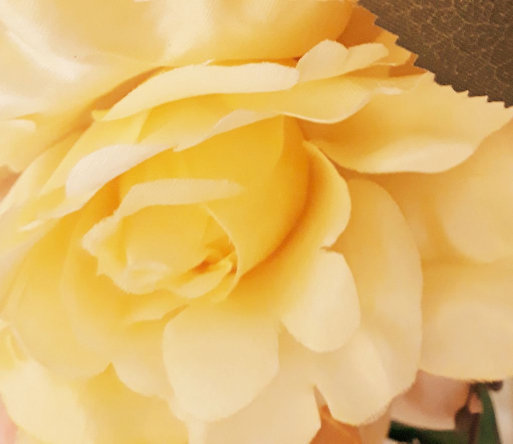 Yellow rose