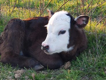 Wolf Ridge Ranch, LLC 
Diamond WR Cattle Company
Registered Miniature Cattle Calves Red Black Baldy