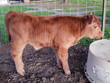 Wolf Ridge Ranch, LLC 
Diamond WR Cattle Company
Registered Miniature Cattle Calves Red Black Baldy