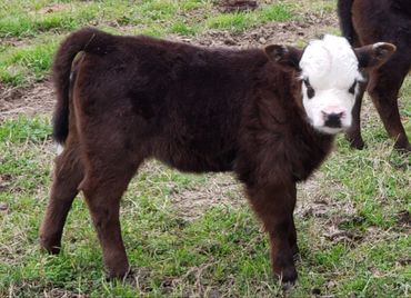 Wolf Ridge Ranch, LLC 
Diamond WR Cattle Company
Registered Miniature Cattle Calves Red Black Baldy