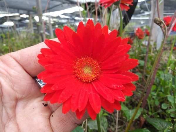 GERBERA DAISY GARVINEA SWEET GLOW 1 LIVE PLANT 4 POT