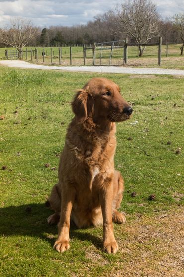 Female Golden Retriever