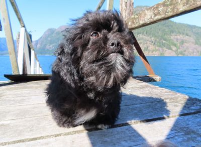 Teddy Bear Zuchon Shichon Shih Tzu Bichon puppies healthy sweet cuddly trainable service therapy dog