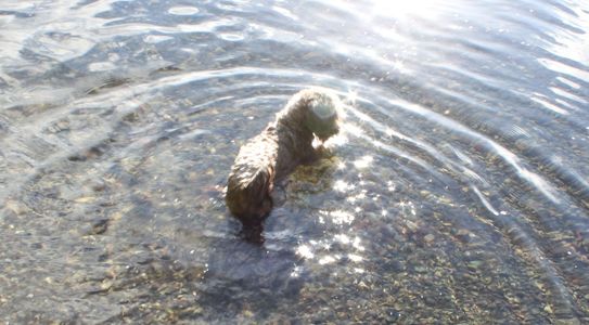 For adoption sale Teddy bear Zuchon puppies, Shichon breeder Bichon Shih Tzu dog Vancouver B.C Hypo