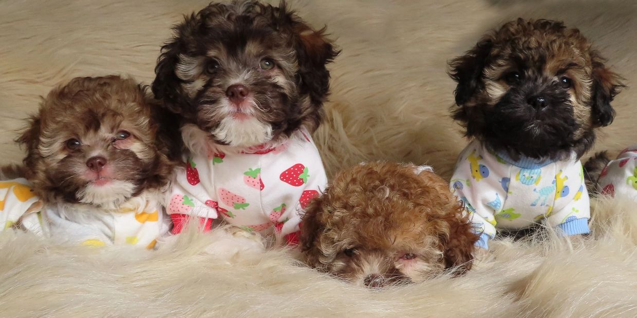 Tiny Teddies - Teddy Bear Zuchon puppy Shichon  - Bichon Shih Tzu dog www.tinyteddys.com B.C Canada