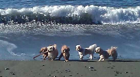 adopt Teddy bear Zuchon puppies, Shichon breeder Bichon Shih Tzu dog for adoption sale Vancouver B.C