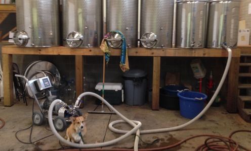 winery dog with winery equipment