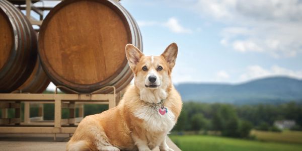 vineyard dog with wine barrels