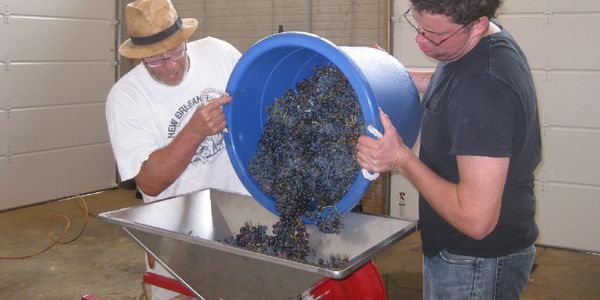 pouring grapes into crusher 