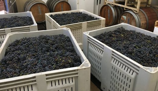 harvested grapes for wine