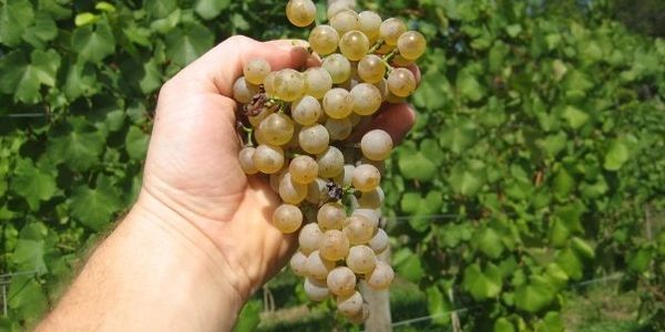 cab franc grapes on the vine.