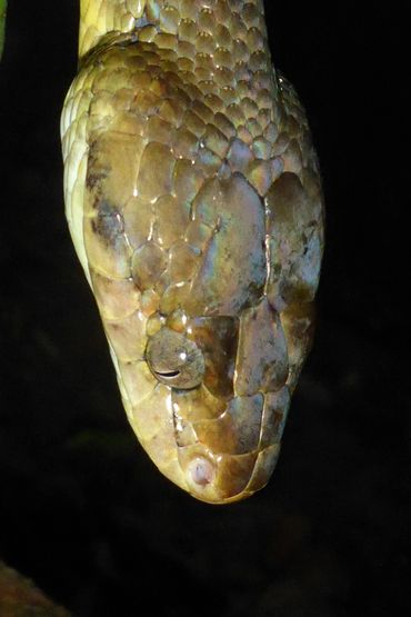 Northern Brown Tree Snake, Boiga irregularis is commonly seen on warm nights.