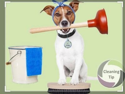 Dog doing household chores