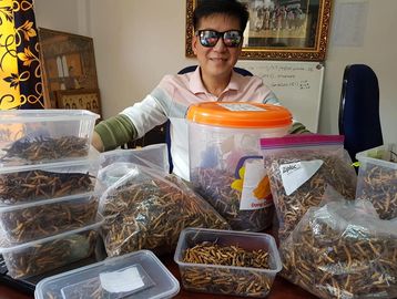 CORDYCEPS FROM BHUTAN, Bhutan Cordyceps.  #cordyceps #Đôngtrùnghạthảo