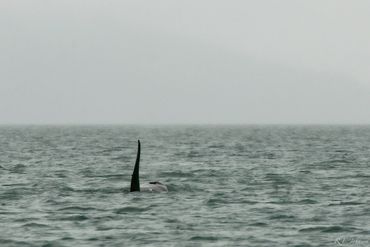 Orca traveling through the Inside Passage