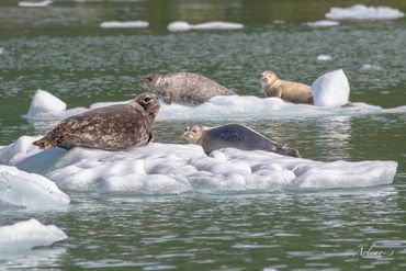 Seals resting on ice bergs, Leconte Glacier