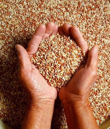 Khoney Wong rice (The Nocte Digest)