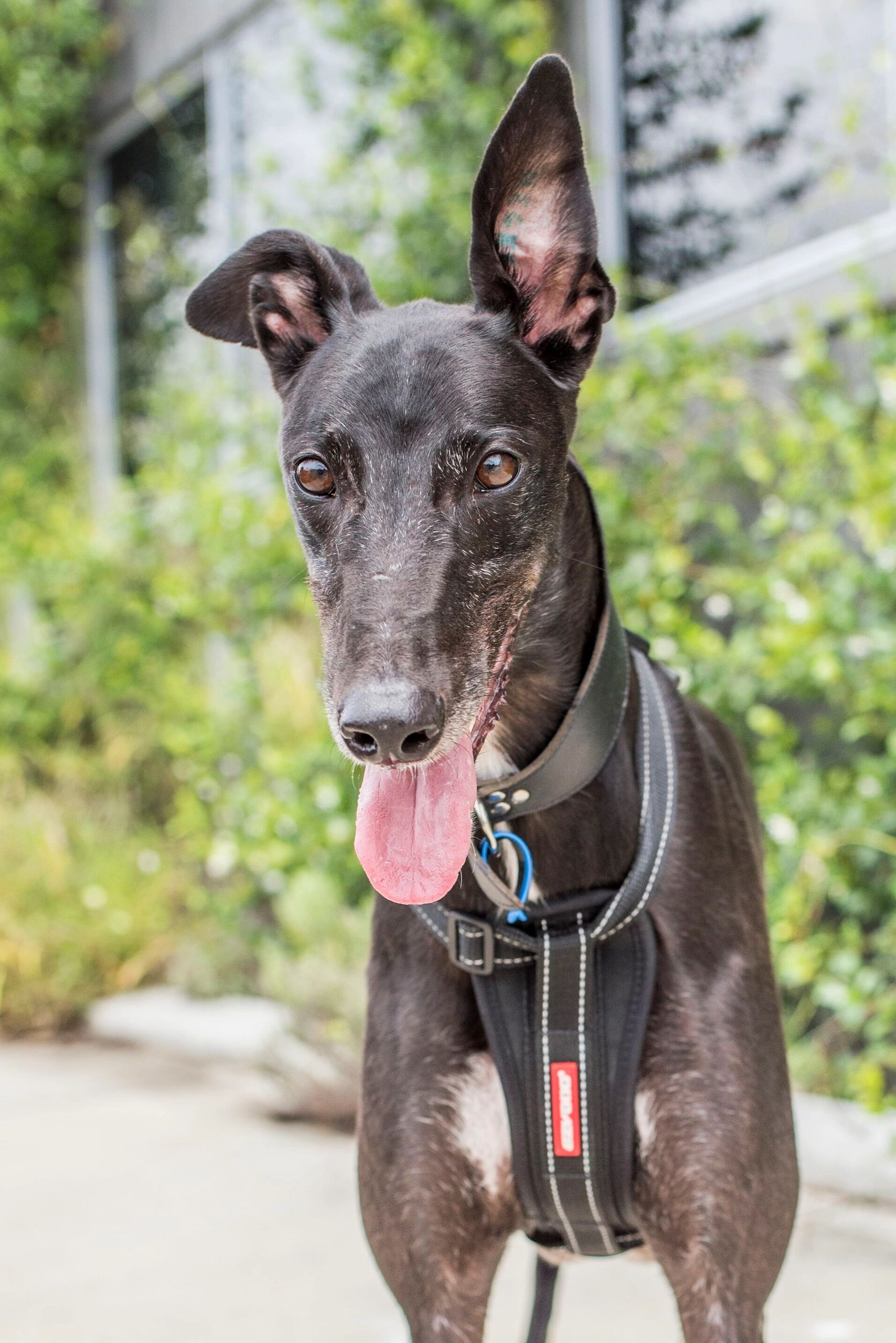 CONTACT Love A Greyhound Inc