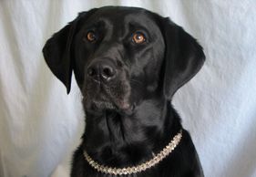 Black Labrador retriever head shot wearing crystal collar.