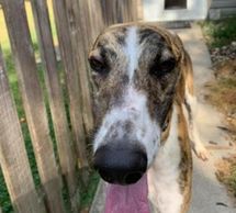 Adopted by
Ben and Cathy C
Lexington, KY
November 2019