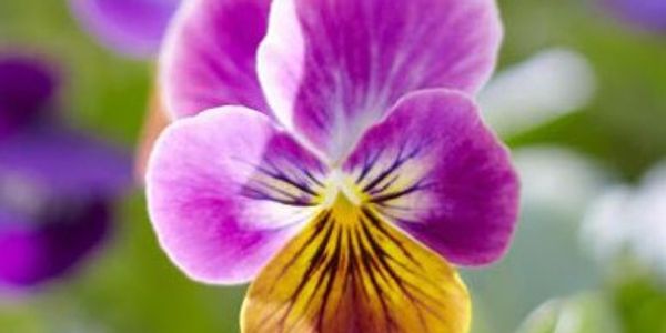 The Pansy flower symbolize loving feelings. ... Pansies can also represent free-thinking and conside