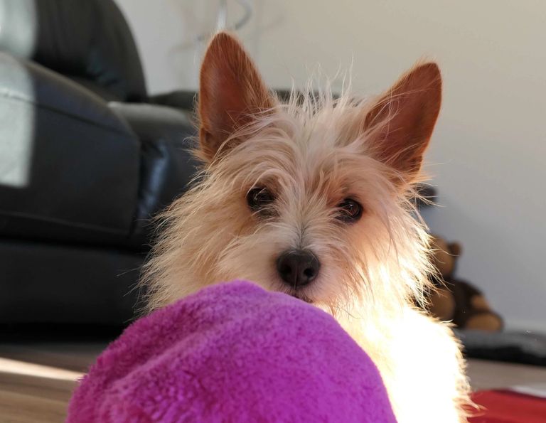 Portuguese Podengo, Podengo