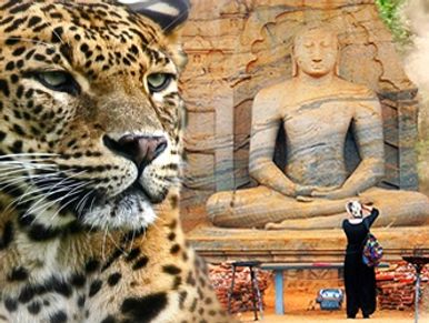 A leopard close-up with a large Buddha statue and a person taking a photo in the background.