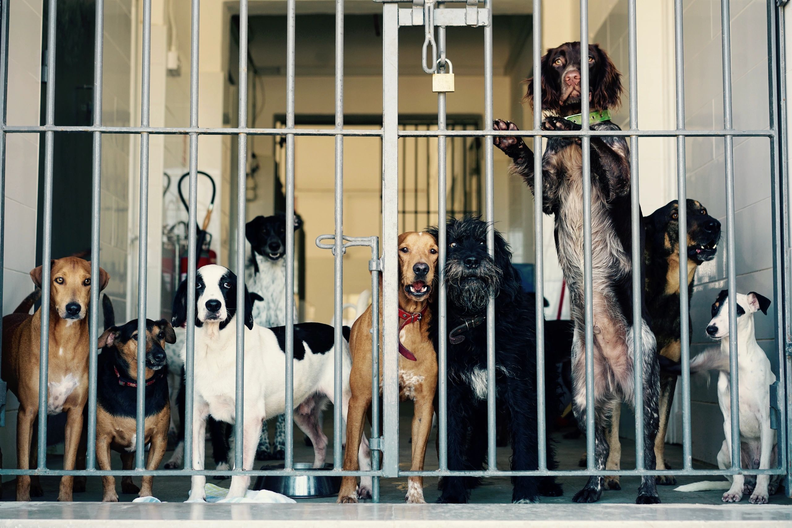 Association for Abandoned Animals | Association for Abandoned Animals ...