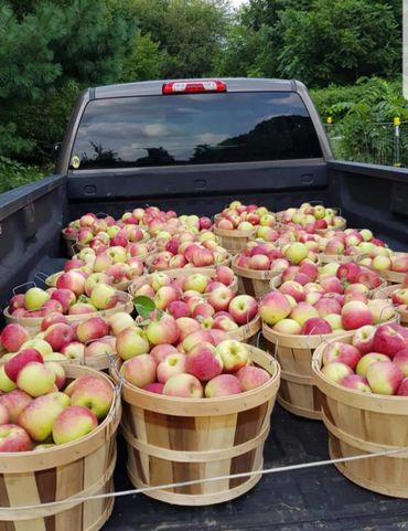 Apples in truck