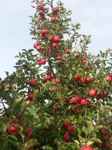 Apple Tree