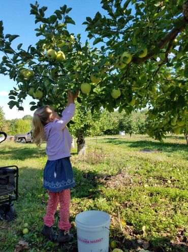 u-pick apples