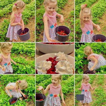 picking strawberries