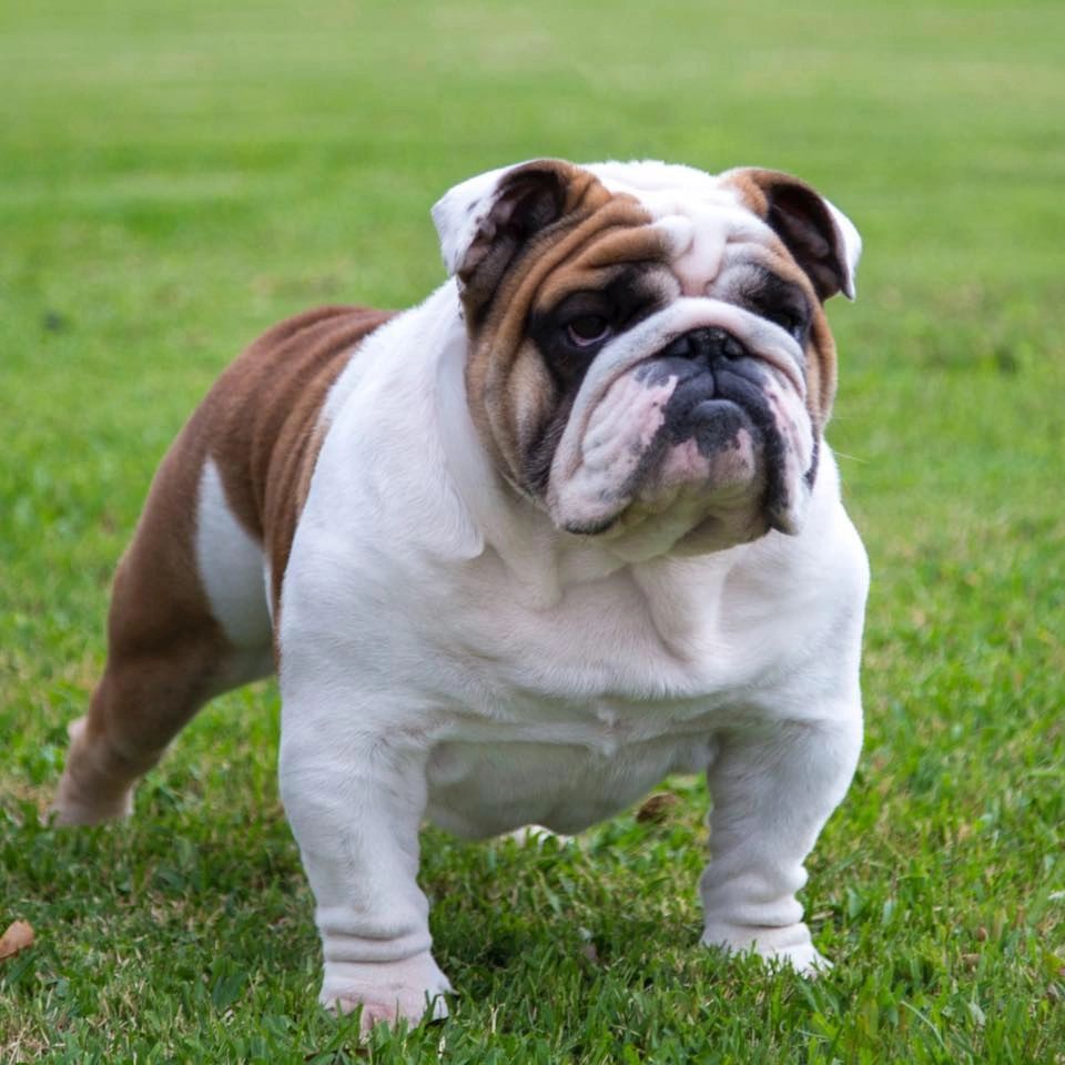 english bulldog for sale, english bulldog puppies, Mississippi , merle, standard, tri, lilac, AKC